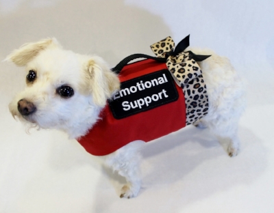 Even if you aren’t quite as adorable as this emotional support pup, your support of a loved one will help them navigate their challenging recovery.